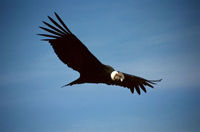 Turismo en America Latina - Nahuel Huapi